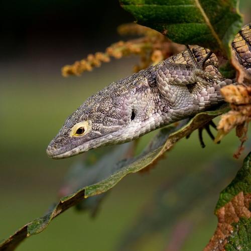 Dragoncito Jalapa, patrimonio natural, protegido, soy502, guatemala, noticias 2