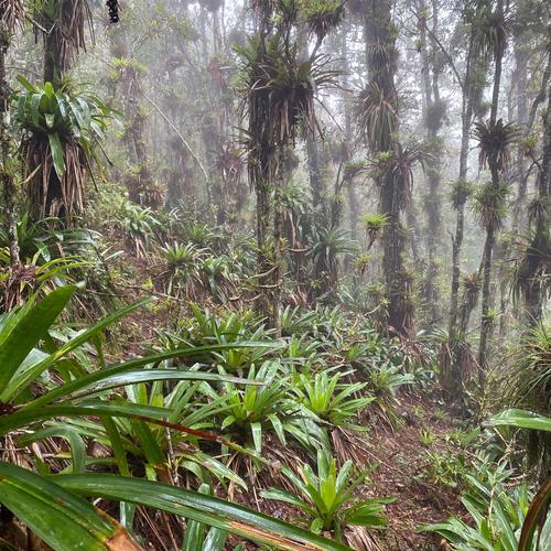 Dragoncito Jalapa, patrimonio natural, protegido, soy502, guatemala, noticias 3
