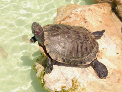 Las tortugas gustan de asomarse al agua. (Foto: mascotasfacilismo.com)