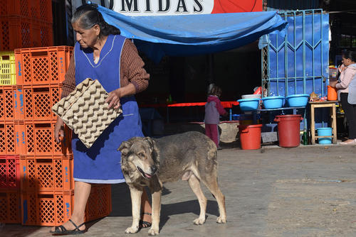 Huachito conmueve día a día a los vecinos y comerciantes establecidos en la avenida Papa Paulo, al noreste de Cochabamba, Bolivia