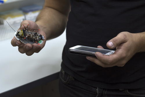 Fotografía facilitada por la Universidad Immanuel Kant de Kaliningrado de una cucaracha robot. (Foto:EFE )