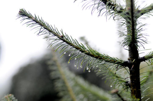 El 'abies guatemalensis' es de forma cónica, puede alcanzar los 35 metros de altura y los 90 cm de diámetro en el tronco. Las ramas crecen horizontalmente, su corteza es café oscuro y sus hojas verdes. (Foto: Esteban Biba/Soy502)