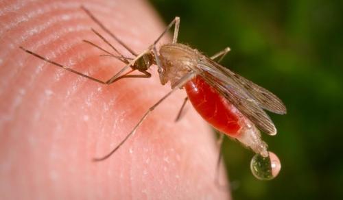 La malaria es trasmitida por el mosquito Anopheles. (Foto Scientists Against Malaria)
