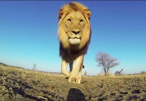 León y una GoPro 01