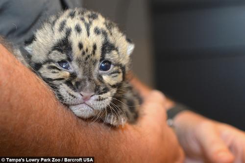 La piel del leopardo nublado es codiciada en el mercado negro de China, Burma, Laos, Vietnam, Cambodia, Nepal y Tailandia. (Foto: Tampa's Lowry Park Zoo/Barcroft USA)