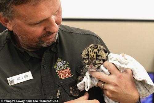 Este ejemplar es parte del proyecto de conservación del Tampa's Lowry Park Zoo. (Foto: Tampa's Lowry Park Zoo/Barcroft USA)