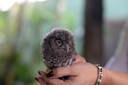 El pequeño Alexei pertenece a una de las especies más pequeñas de búhos. (Foto: Esteban Biba(/Soy502)