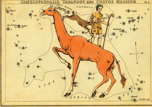 Una ilustración antigua de la constelación Camelopardalis, que se encuentra entre Auriga y las dos Osas. (Foto: Astrojourney.files.wordpress.com)