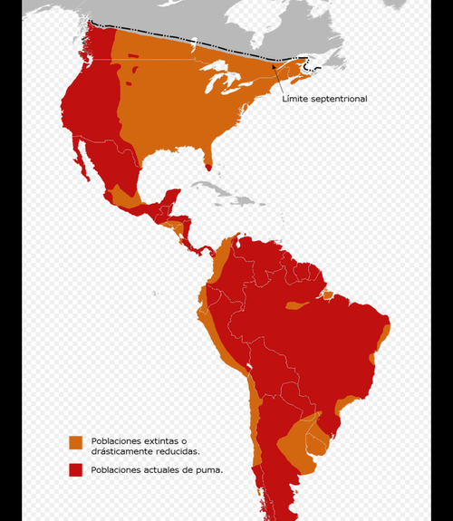 El Puma Concolor puede ser encontrado en la mayor parte de América. (Foto Wikipedia)