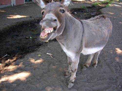 La carne de burro se come en China como aperitivo, en pinchitos, y no como una especialidad culinaria. En cambio, en las mesas chinas no se consume carne de zorro. (symboljewellery.com)