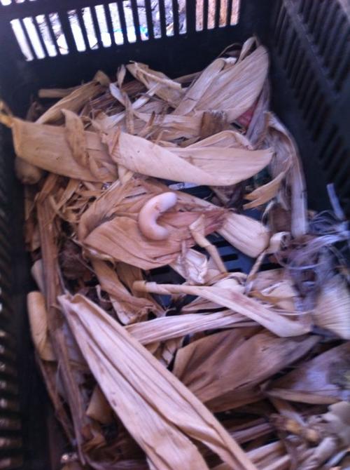 El extraño huevo fue encontrado la tarde del viernes por la dueña de la gallina. (Foto: cortesía Heydi Aguirre)