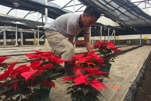 Un trabajador del la plantación Ecke, en San Miguel Dueñas, prepara el último lote de este año. Las pascuas están asociadas a la Navidad porque florean precisamente durante esta temporada. (Foto: Luis Barrios/Soy502)