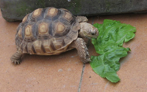 Las tortugas deben alimentarse con hojas verdes frescas, frutas y eventualmente con proteínas como gusanos o moscas.