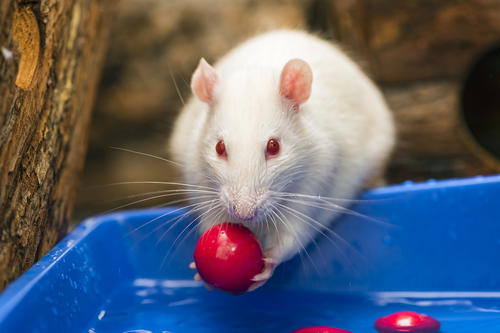 Una habilidad similar ha sido propuesta en humanos, cómo funciona esto aún está borroso. Foto por Tambako en Flickr.