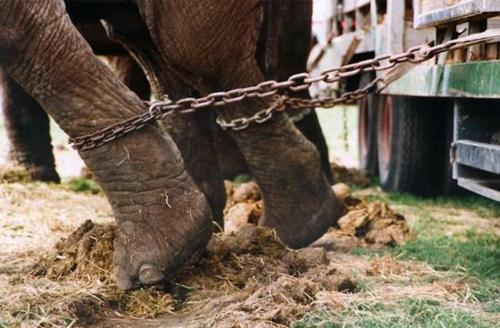 El maltrato animal será duramente sancionado en Colombia. (Foto: liberaong.org)