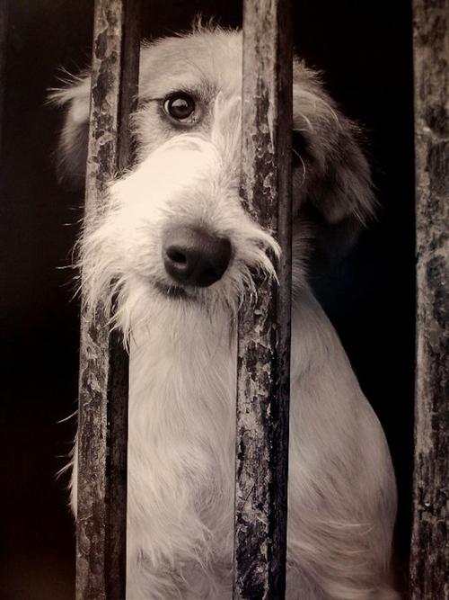 Tres años de cárcel y multas aproximadas a un salario mínimo serían las medidas. (Foto: taringa.net)