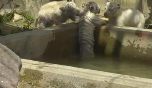 Cachorros de tigres blanco auxilian a su hermano que estaba en problemas.