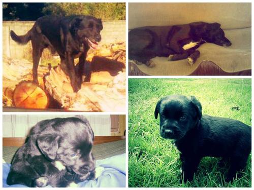 Estas son las fotografías que les envió Nacho confirmaron que este era el legítimo dueño de "Negro" (Foto: Facebook/Adam Burns)