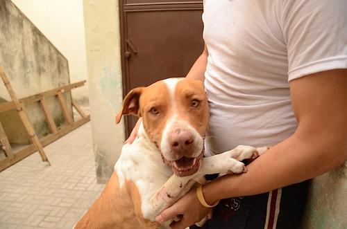 Los pitbulls necesitan amor y atención, la forma en la que son criados depende mucho de su reacción emocional. (Foto: Selene Mejía/Soy502)