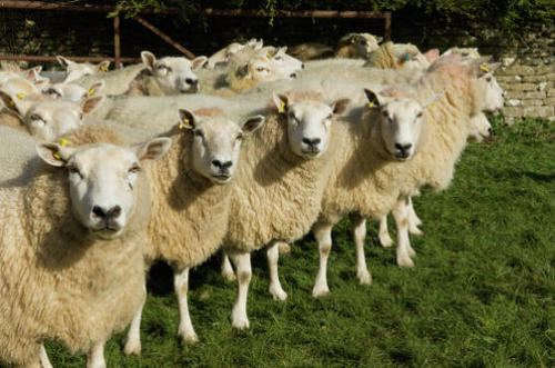 Humanos...animales. ¿Quiénes son más felices? (Foto: Getty)