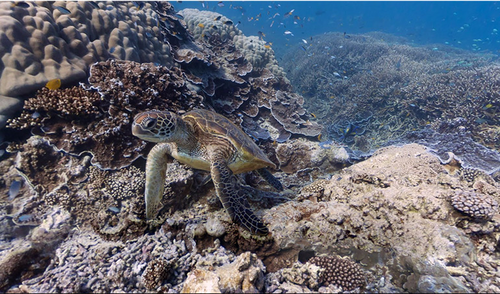 Con el Google Street View se puede explorar el mundo desde todos los ángulos. (Google Maps)