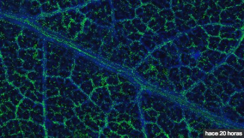 Pequeñas partículas de oro fueron encontradas en las hojas de estos árboles.