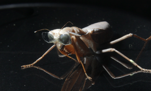 Este es el primer proyecto de investigación con ese mecanismo, luego que en 1983 Samuel Rossel, descubrió que la mantis religiosa tiene una visión en 3D. (Foto:Universidad Newcastle)