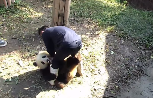 Oso panda no deja a su cuidador