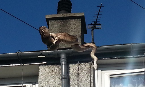 La boa se encontraba en el techo de la casa y al ver que se acercaban, quiso huir.