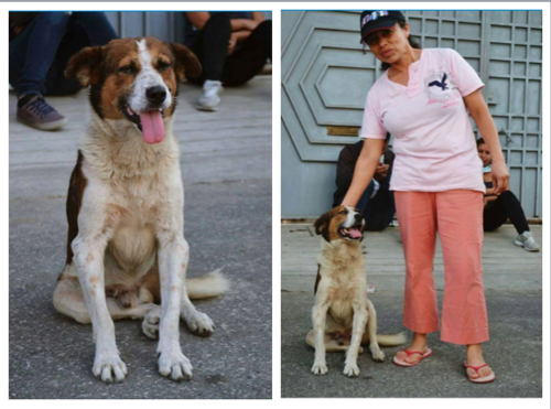 Beto se reencuentra con su dueña. (Fotos Pet Rescue Guatemala)