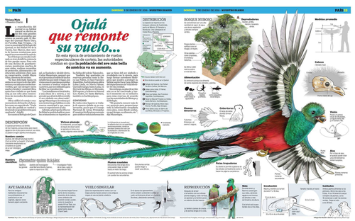 El quetzal es el ave símbolo de Guatemala. (Imagen: Nuestro Diario)