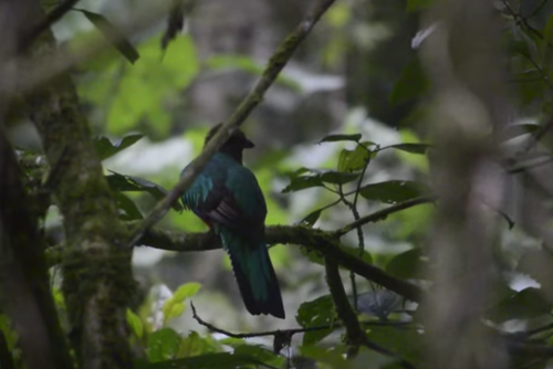 Hay, al menos, 20 hembras de quetzal en el bosque municipal de San Rafael Pie de la Cuesta. (Foto: Hugo Barrios)