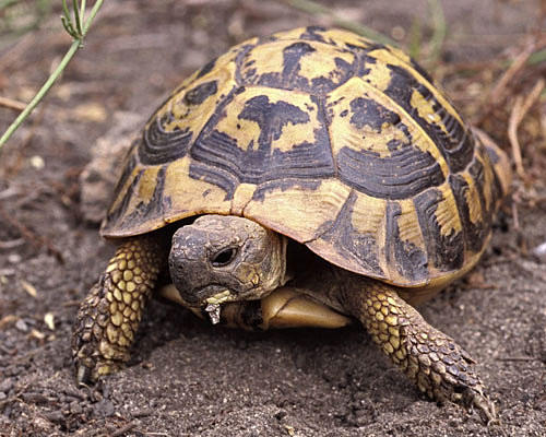 Las tortugas requieren de cuidados especiales. (Foto: soyunaalbondiga.com)