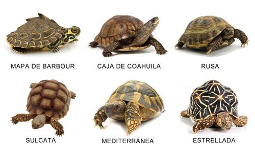 Tipos de tortugas