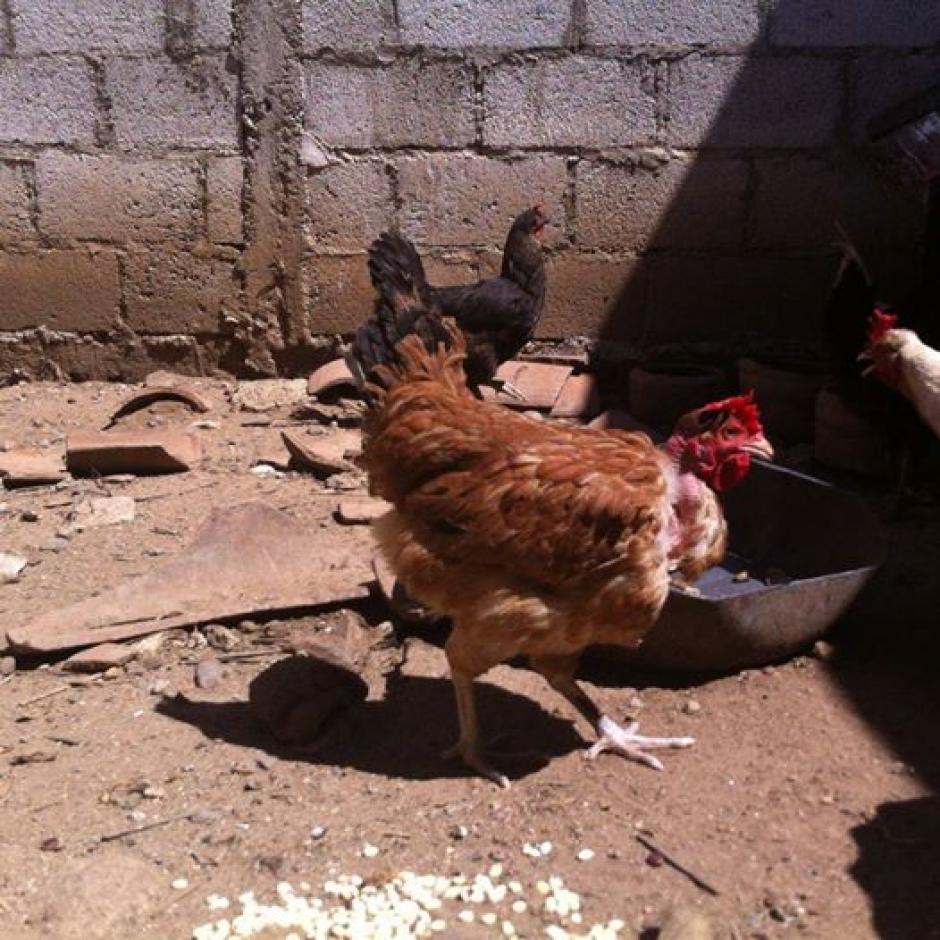 Peluca es la gallina que puso un huevo con una forma extraña en Zacapa. (Foto: cortesía Heydi Aguirre) 