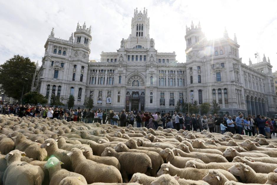 No es la primera vez que las ovejas toman las calles de la capital española. (Foto: EFE)