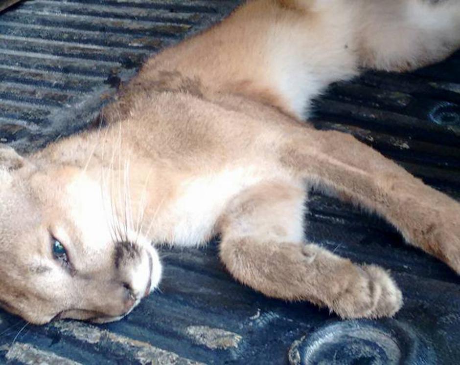 El felino presentaba un peso por debajo de un valor saludable para su especie. (Foto Conap)