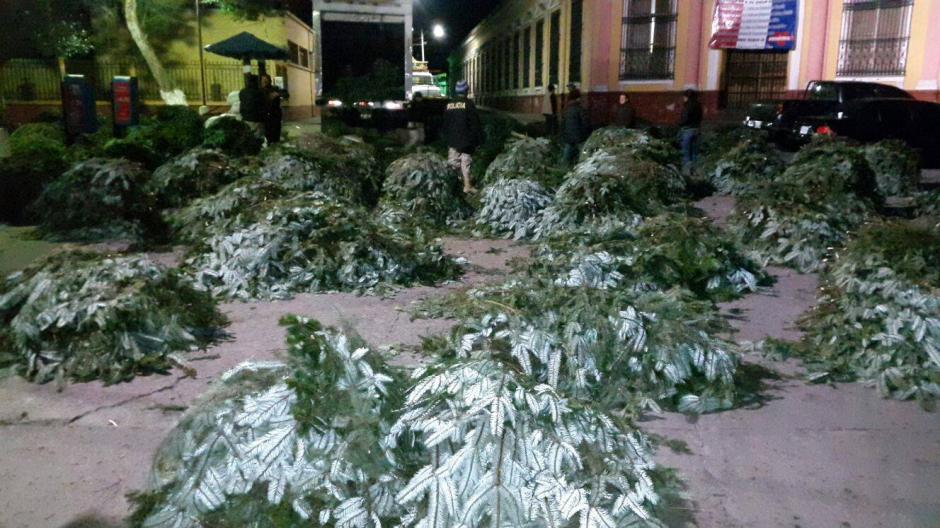Las ramillas eran trasladadas en un camión desde San Juan Ostuntalco a Colomba Costa Cuca. (Foto: Conap)