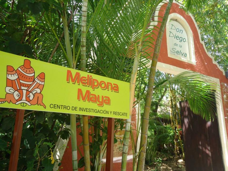 En la tradición cultural la abeja melipona fue un símbolo importante para los mayas por lo que ahora se busca proteger los meliponarios para que regresen a las comunidades indígenas. Foto: Facebook Melipona Maya