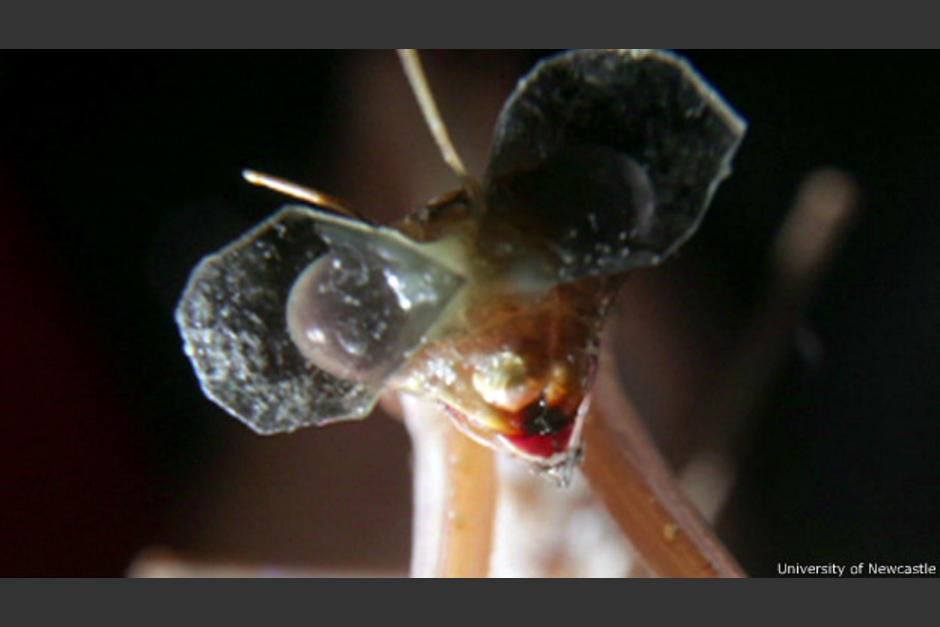 A la mantis religiosa se le colocan los lentes 3D con cera de abejas y se le retiran al concluir las sesiones del experimento que se realiza en la universidad de Newcastle, Inglaterra. (Foto:BBC) 