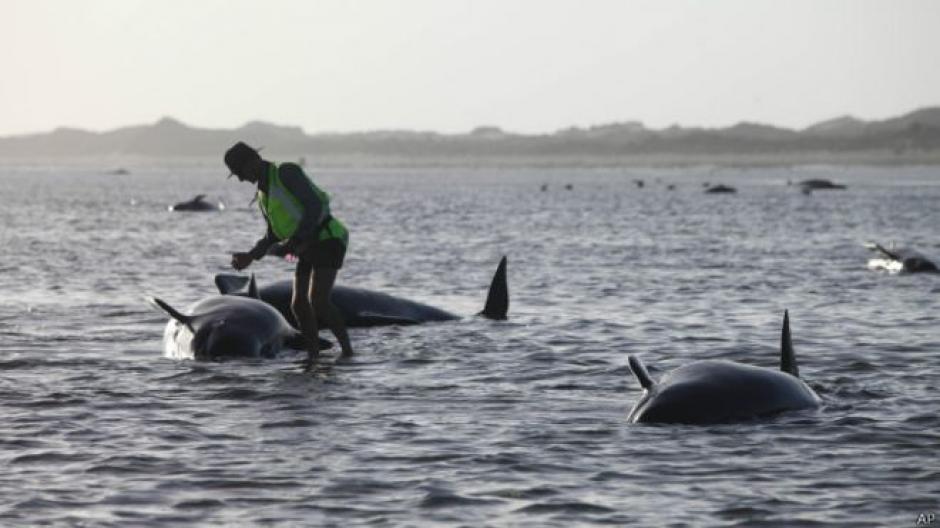 Los voluntarios intentaron durante el día rescatar a las 198 ballenas pero 24 de ellas murieron. (Foto BBC Mundo)