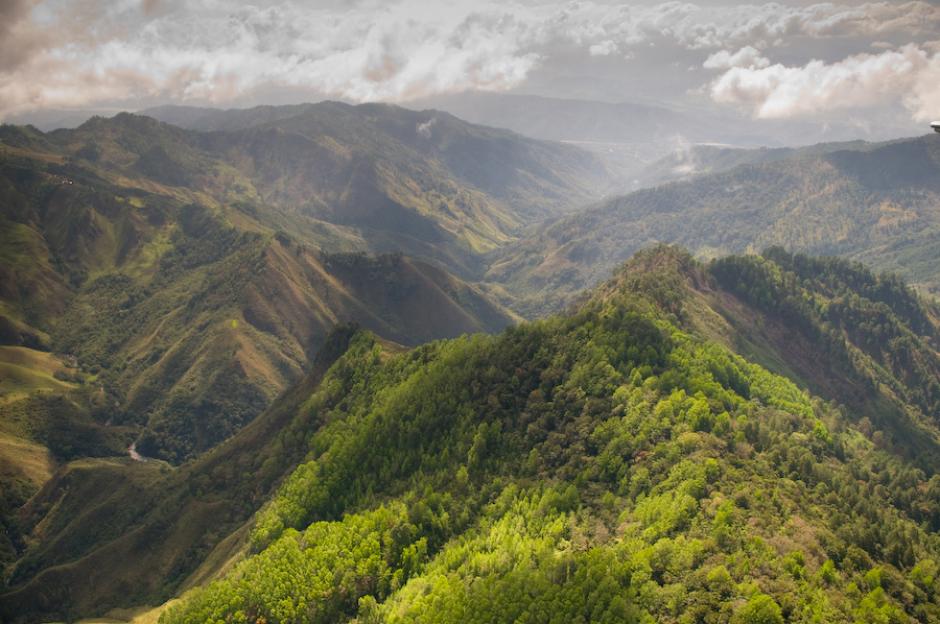 El bosque de pinos de la Sierra de las Minas ya ha sido anteriormente amenazado por el gorgojo. (Foto: Wild File Photo)