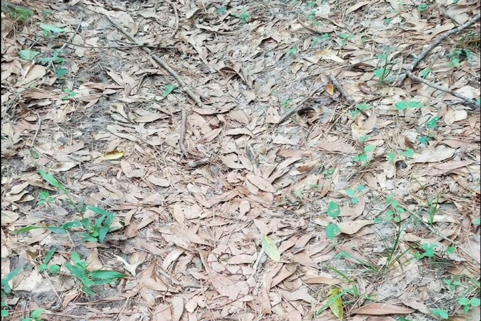 Dentro de la imagen se encuentra un peligroso animal cuya mordida puede ser mortal. (Imagen: Twitter/@SssnakeySci)