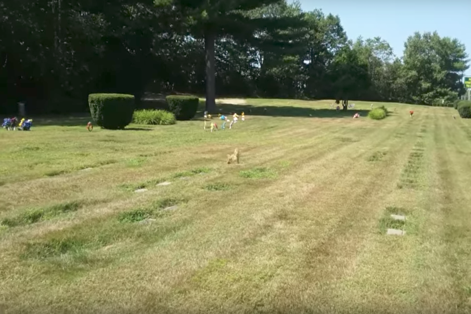 La insólita imagen fue grabada en un cementerio de animales de Maine, Estados Unidos. (Imagen: captura de pantalla)