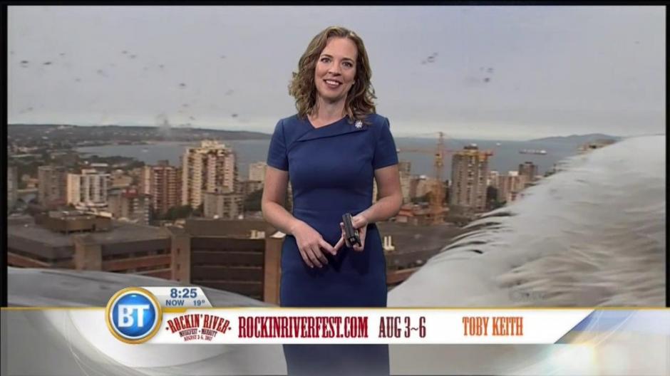 Una gaviota se cuela en una transmición en vivo. (Foto: captura de pantalla) 