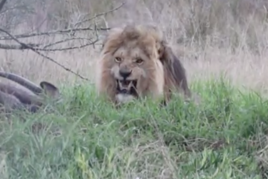 El incidente tuvo lugar en un parque natural cercano a Lahore, Pakistán. (Imagen: captura de pantalla)