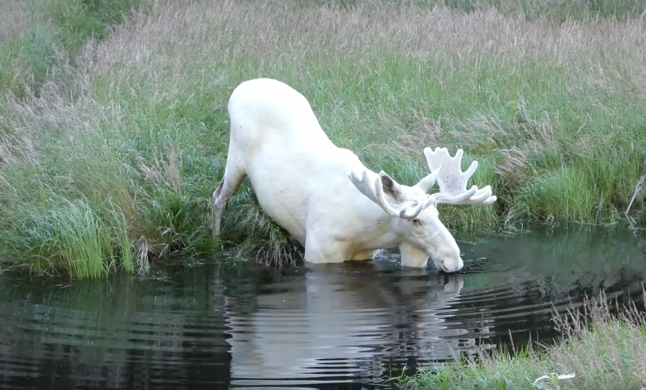 El alce blanco existe pero es poco común. (Foto: Facebook/P4Radio) 