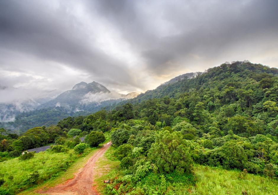 Fotógrafo capta con su lente un "tigre pálido", el único en su color. (Foto: Western Ghats Evergreen)