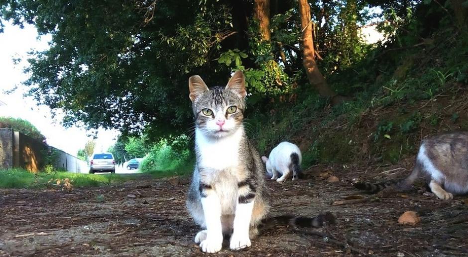 Varios gatos han muerto en Mixco. (Foto: El Correo Gallego)