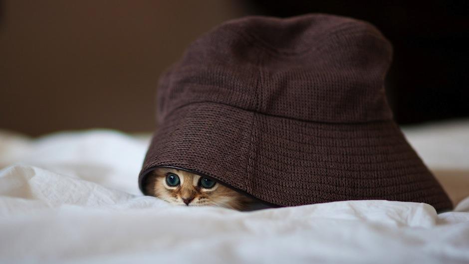 Encuentra al gatito en estas imágenes. (Foto: mrwallpaper.com)